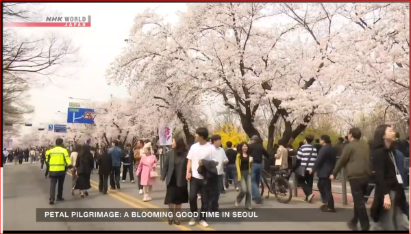 2026年4月NHK WORLD 韓国ソウルの桜祭り中継 写真 2