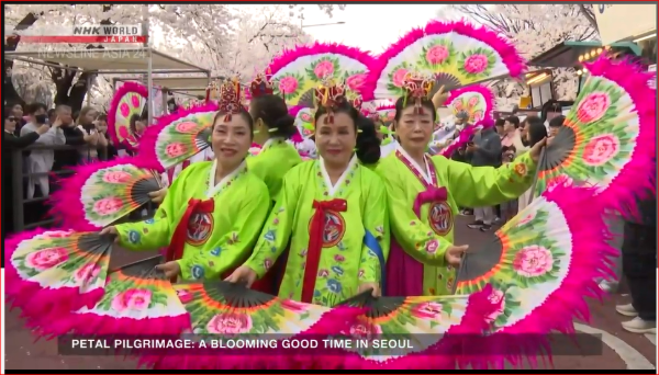 2026年4月NHK WORLD 韓国ソウルの桜祭り中継 写真 3