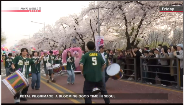 2026年4月NHK WORLD 韓国ソウルの桜祭り中継 写真 4