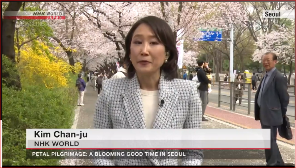 2026年4月NHK WORLD 韓国ソウルの桜祭り中継 写真 5